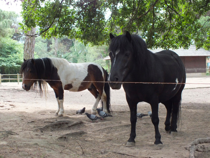 poni