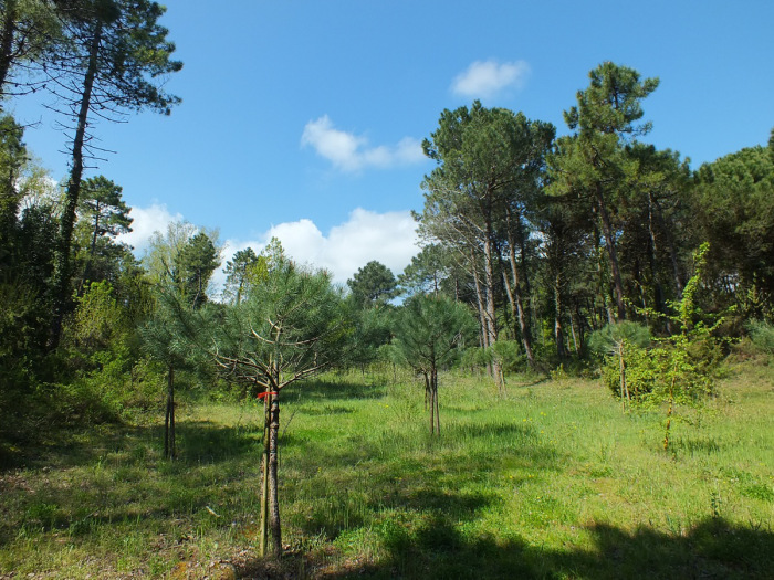 la pineta di cervia e milano marittima