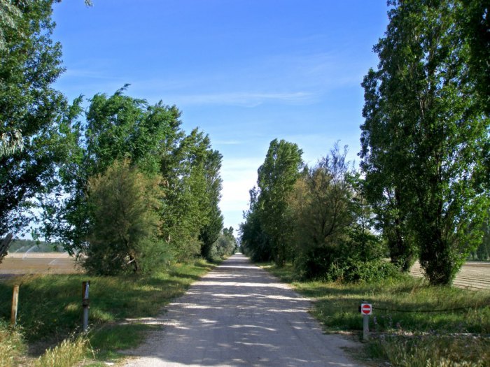 la pineta di cervia e milano marittima