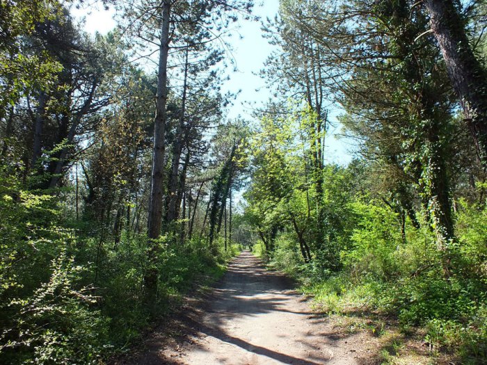 la pineta di cervia e milano marittima