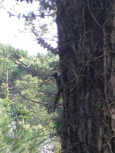la pineta di cervia e milano marittima