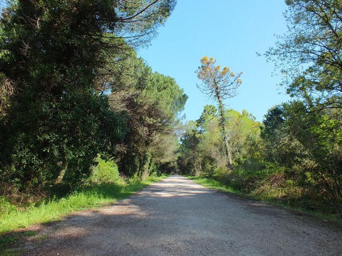 la pineta di cervia e milano marittima