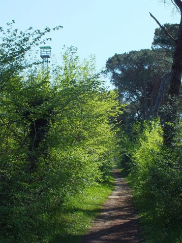la pineta di cervia e milano marittima