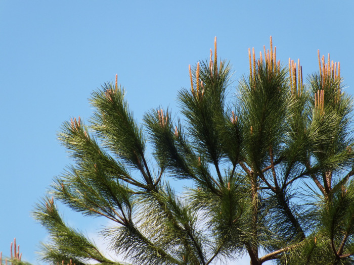 la pineta di cervia e milano marittima