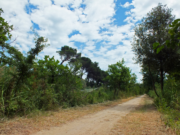 la pineta di cervia e milano marittima