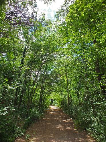 la pineta di cervia e milano marittima
