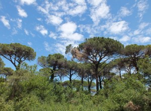 la pineta di cervia e milano marittima