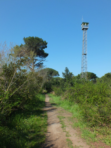 la pineta di cervia e milano marittima