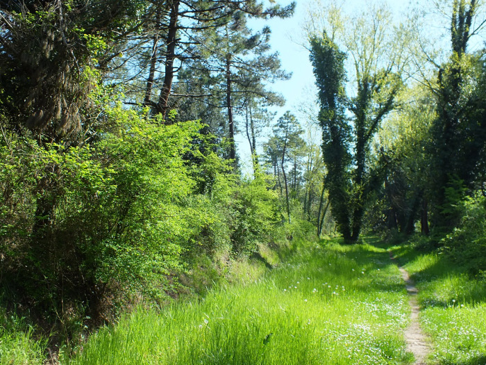 la pineta di cervia e milano marittima