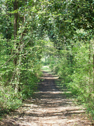 la pineta di cervia e milano marittima