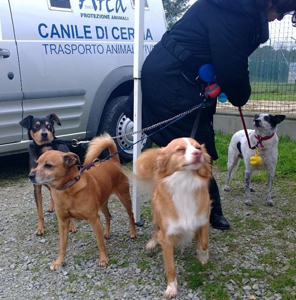non è un cane da milano marittima