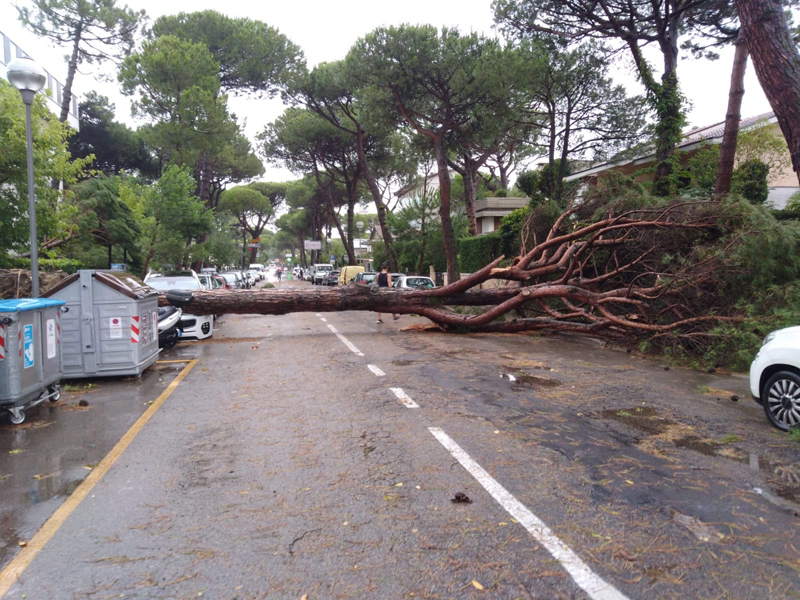 Strage di pini a Milano Marittima