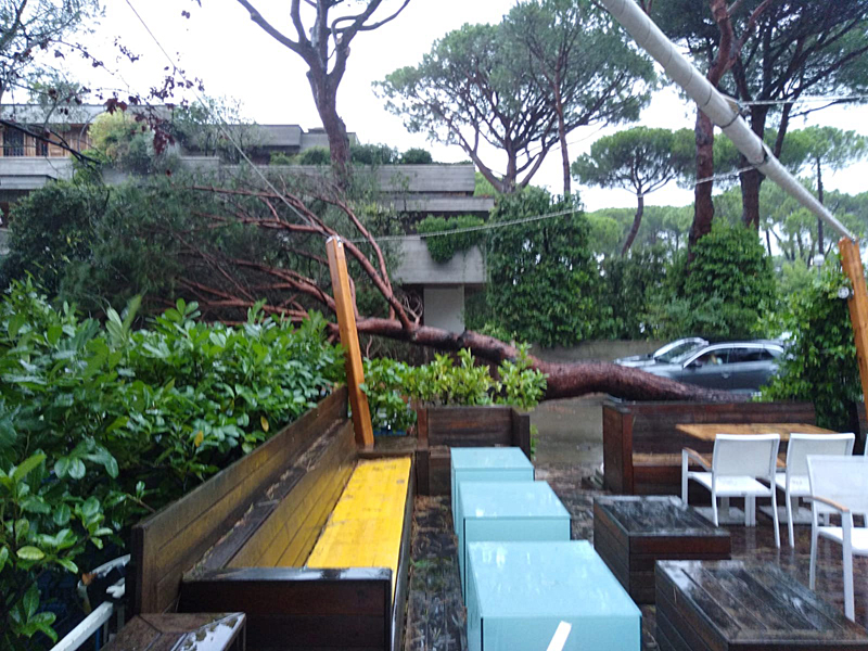 Strage di pini a Milano Marittima