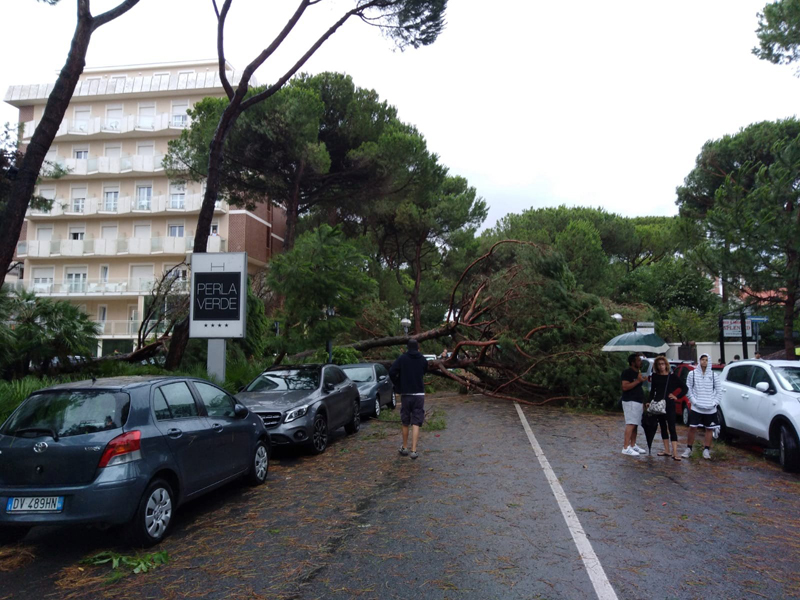 strage di pini a milano marittima