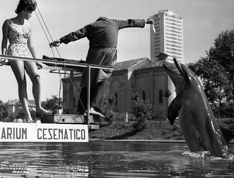 Il delfino Lalla, la star di Cesenatico