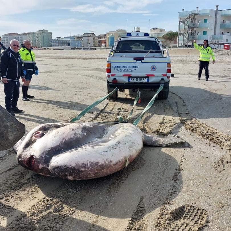 Pesce Luna spiaggiato valverde cesenatico