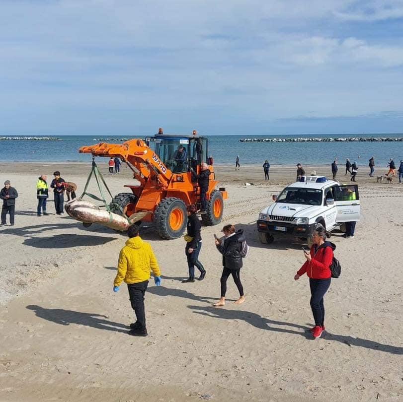 Pesce Luna spiaggiato valverde cesenatico