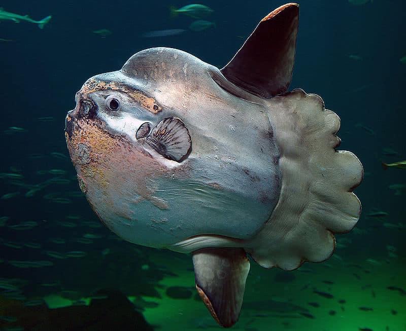 Pesce Luna