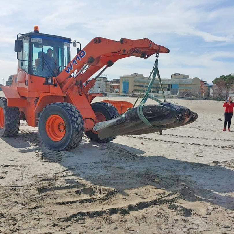 Pesce Luna spiaggiato valverde cesenatico